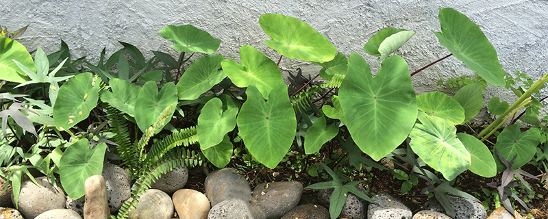 Image of taro plants growing in front of a concrete wall, stones in front of the taro. The plants have large green heart-shaped leaves.a