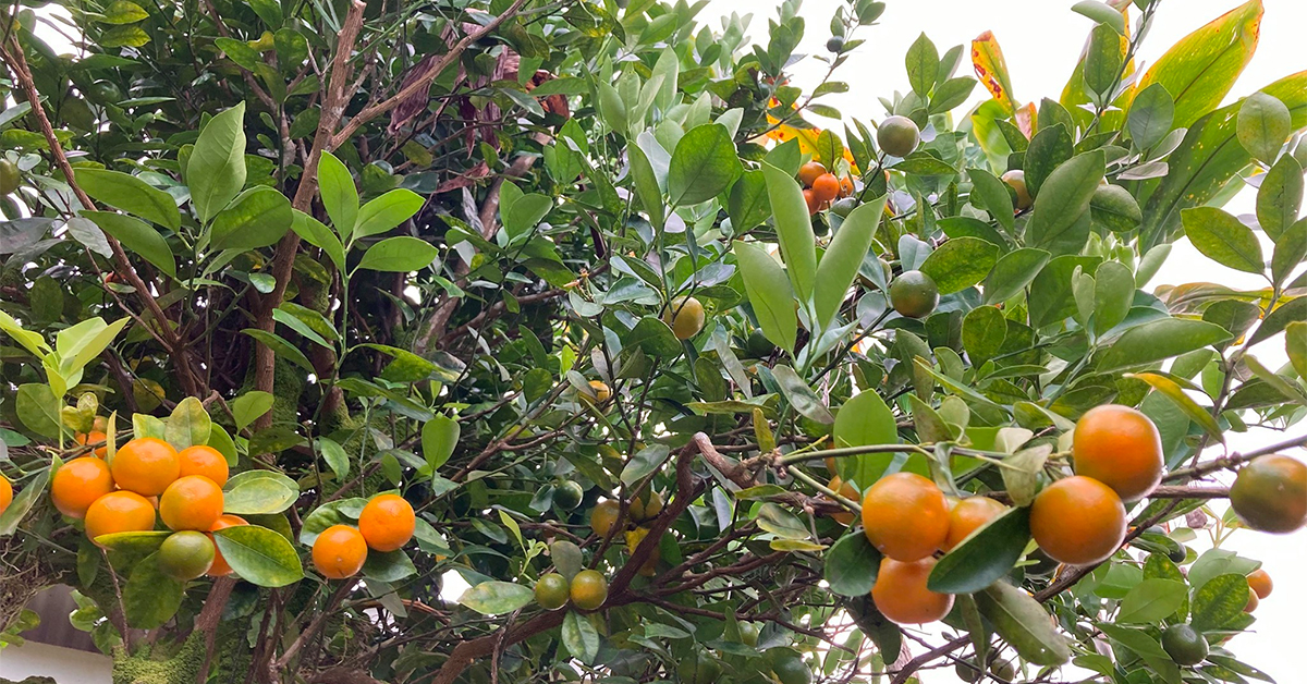 Image showing calamansi citrus fruit