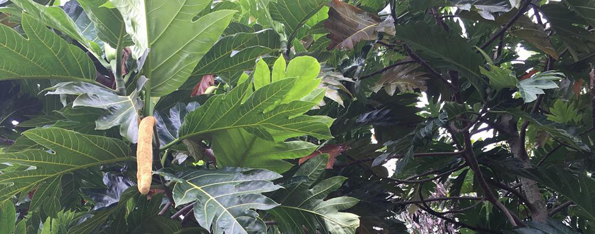 Leaves and male blossom of the breadfruit tree